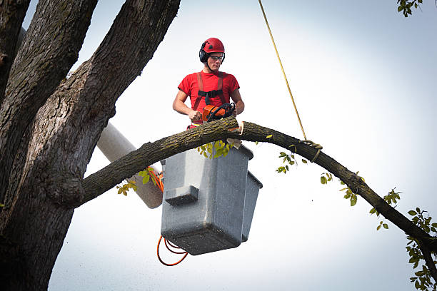 Mammoth Lakes, CA Tree Service Company